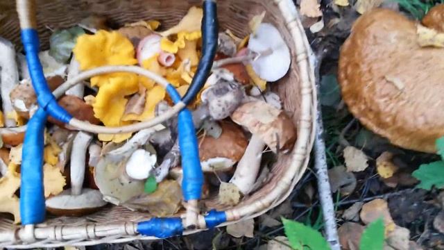 Белые грибы в Красном бору смотреть онлайн