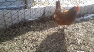 Утки, куры, яйца, гнезда и надежды на будущее...Ducks, chickens, eggs, nests ...