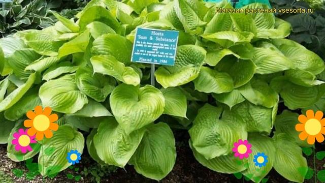 Хоста гибридная Сам энд сабстенс. Краткий обзор, описание hosta hybrida Sum and Substance