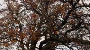 Достопримечательности рядом с "Ровам". Дуб черешчатый.