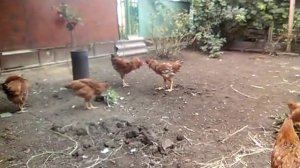 Мои куры. #Фокси_чики и #Кучинские юбил. #цыплята