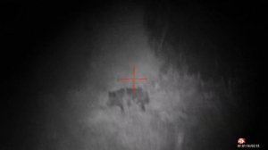 ОХОТА НА ТРОФЕЙНОГО КАБАНА  С ТЕПЛОВИЗОРОМ PULSAR/ ТК-598 9,6/53 Lancaster / HUNTING WILD BOAR / AT