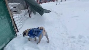 СЕБЕК ГУЛЯЕТ ПО СУГРОБАМ ЗИМОЙ, ИДЁТ СНЕГ, СОБАКА SEBEK ПОДПИШИСЬ ПЖ) #pug #pugs #мопс