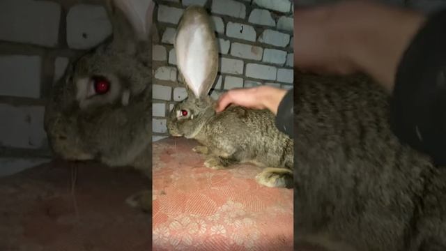 Чистокровные фландр бельгийский великан