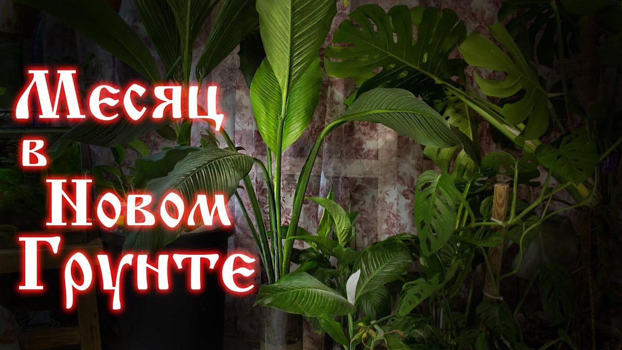 Спатифиллум сенсация месяц после пересадки