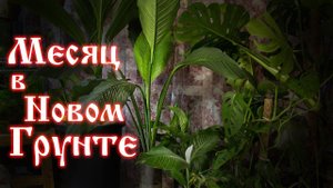Спатифиллум сенсация месяц после пересадки