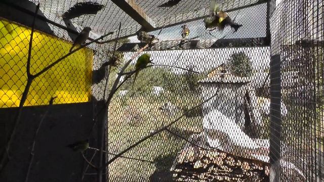 певчие птицы в вольере (продолжение) смотреть онлайн