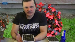 ВЕЧНОЦВЕТУЩАЯ БЕГОНИЯ. АККУРАТНАЯ ПИКИРОВКА!