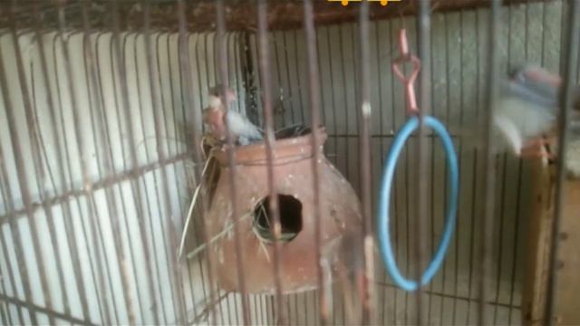 new entry java after a long time || @maheeralivlogs1971 смотреть онлайн