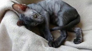 Ориентальный котенок Нетопырь