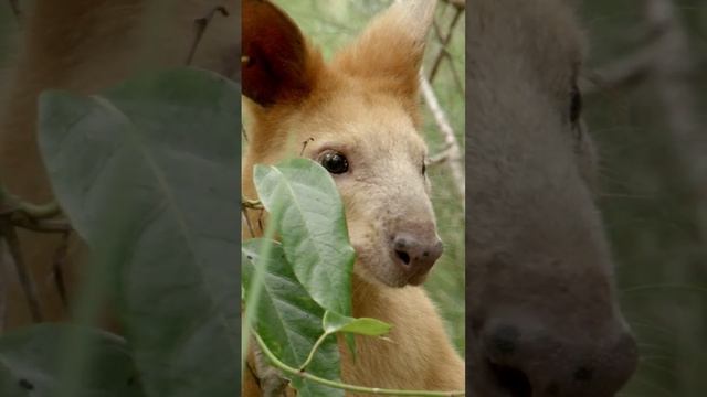 Golden Swamp Wallaby - Rare Sighting. #wildlife #animal #animals #australia #nature