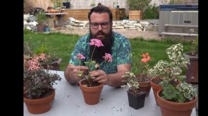 Pelargonium/"Geranium" cuttings 1