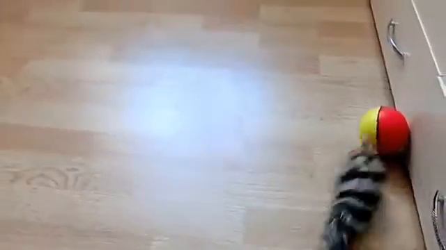 Игрушка мангуст вертихвост играет с шариком смотреть онлайн