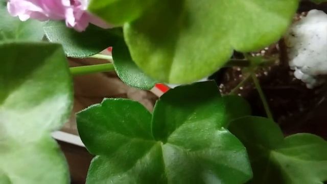 Плющелистные пеларгонии Jacky Gauld (Джеки Гаулд), PAC Lilac Rose (Лилак роуз), Chiffon (Шифон)