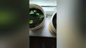 Огород на подоконнике. Что выросло за месяц.