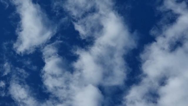 Голуби 2км вовремя Сибас(рыба) не получилось смотреть онлайн