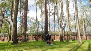 Как приучить собаку к месту, быстро и просто