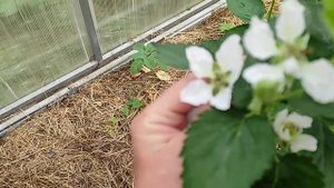 Горизонт ежевика 15 мая 2023 первый цветок, ремонтантные сорта