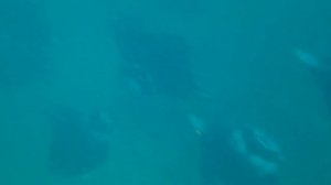 Мальдивы. Плавание с мантами