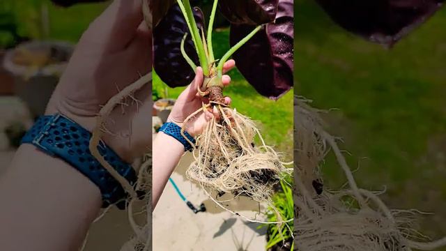 alocasia cuprea red secret #indoorplants #repot #alocasia смотреть онлайн