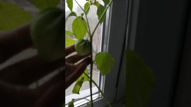 Земляничный физалис, развитие пробного посева на 11 апреля 2021 года. Появились первые коробочки! смотреть онлайн