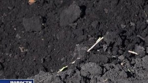 Плодопитомник, саженцы