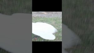 VID_20230917_131343.mp4