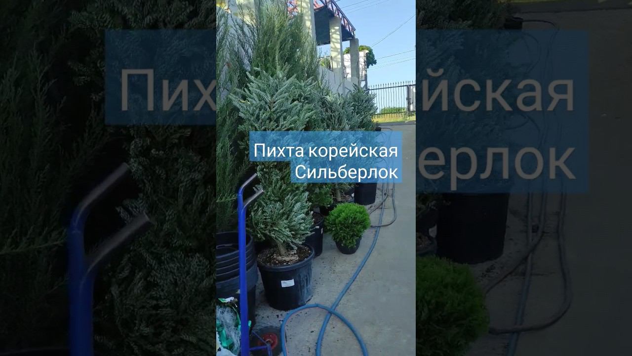 новинка:) Пихта корейская сильберлок#garden #дача #сад #растения #gardenplants #nature#пихта