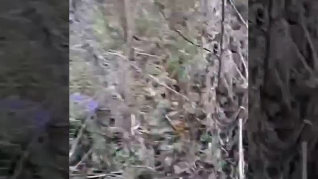 Первые весенние грибы сморчки смотреть онлайн