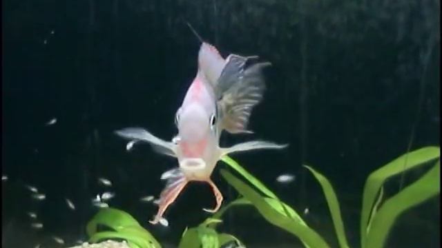 Geophagus Red Head "Tapajos" & fry смотреть онлайн