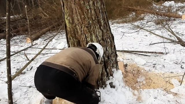 МТЗ в лесу! Всё шло по плану, но ? смотреть онлайн