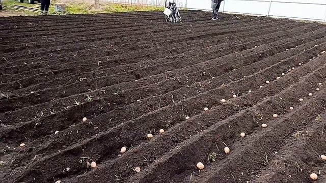 Садим картофель Максиму . смотреть онлайн