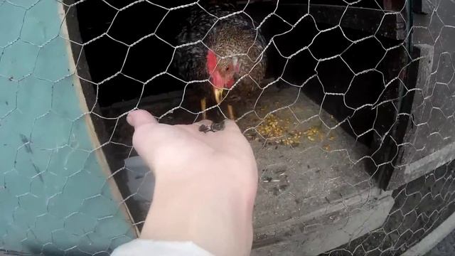 Подсолнух для птицы смотреть онлайн