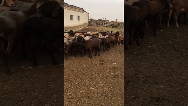 Гисарская Порода овец. Курдючно-Мясная Порода.