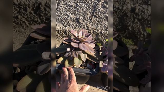 Echeveria Gibbiflora Metálica. смотреть онлайн