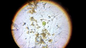 Удивительный микромир.