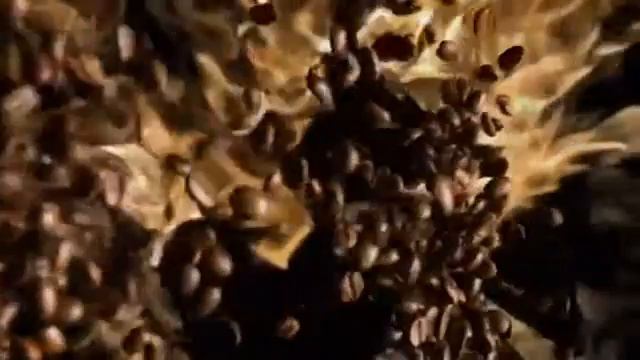 Реклама Nescafe Classic Всё начинается с Нескафе 2015 смотреть онлайн