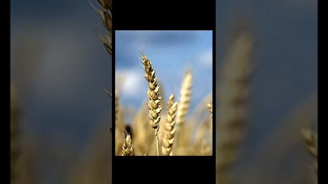 Звуки села