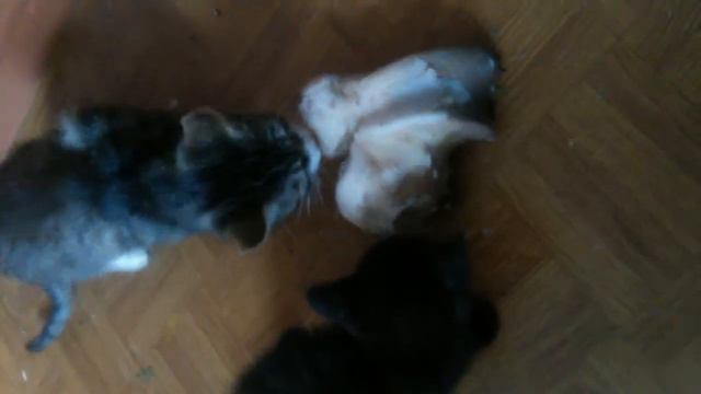 Котенок ест мясо смотреть онлайн