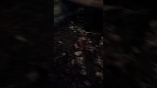 How a maggot farm works