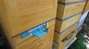 какой леток в улье выбирают сами пчелы при облете в августе   верхний или нижний