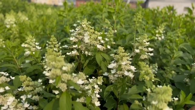 ТАКИХ ГОРТЕНЗИЙ ВЫ ЕЩЁ НЕ ВИДЕЛИ | РЕДКИЕ СОРТА ИЗ НАШЕЙ КОЛЛЕКЦИИ