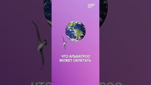 Кто такие альбатросы?