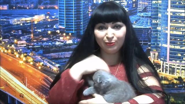 КАК ОПРЕДЕЛИТЬ ПОЛ ШОТЛАНДСКИХ КОТЯТ?