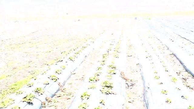 Весенняя чистка клубники. Обрезка листьев. смотреть онлайн