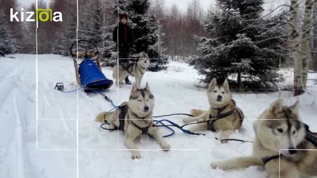 Сибирские хаски )