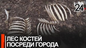 Лесопосадка на улице Братьев Касимовых превратилась поле усыпанное костями