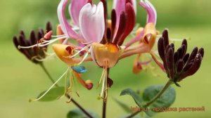 Жимолость каприфоль (lonicera caprifolium) ? жимолость обзор: как сажать саженцы жимолости