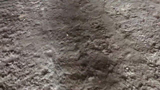 Результаты калибровки однозубки чеснока сорта Любаша