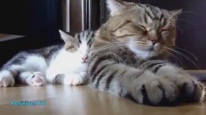 Спящие коты приколы с животными смешные коты декабрь 2014 cats nice sleep compilation